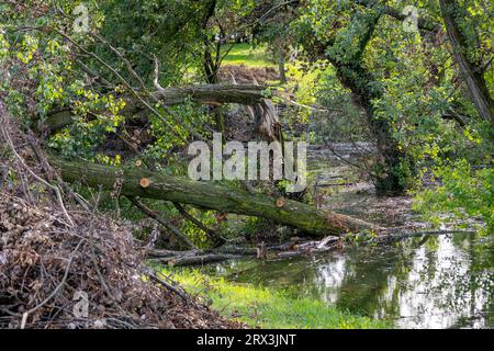 Broken and overturned trees at Bundek lake in Zagreb city, Croatia after strong storm that hit the city destroying rooftops, cars and vegetation Stock Photo