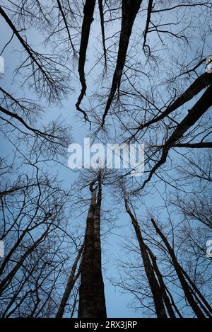 trees seen from below Stock Photo