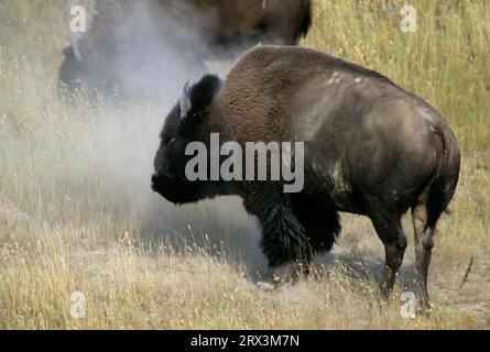 Bison dusting, National Bison Range, Montana Stock Photo