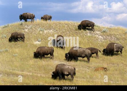 Bison herd, National Bison Range, Montana Stock Photo