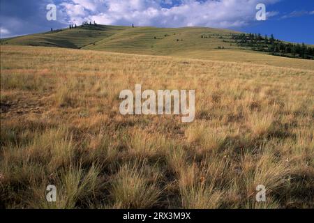 Grassland along Red Sleep Mountain Drive, National Bison Range, Montana Stock Photo