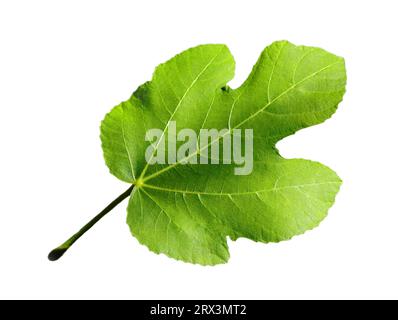 Detail of an organic fig tree leaf lit by a spot of sunlight. Isolated against a white background. Portugal. Stock Photo