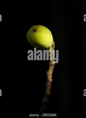Detail of organic fig tree. Almost ripe green solitary fig isolated by sunlight against a natural dark background. Selective shallow focus for effect Stock Photo