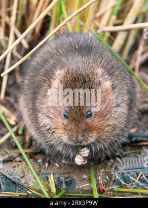 Water Vole Feeding on a Reed Stock Photo