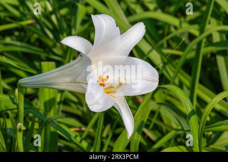 Easter Lily, Lilium longiflorum, in flower and vegetable garden in Madison, MS. Stock Photo