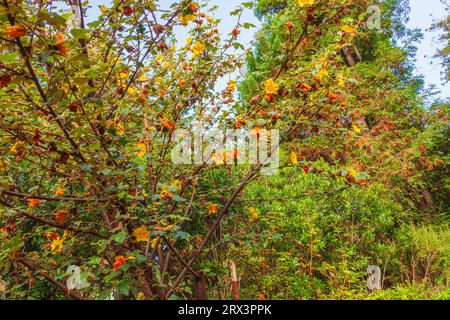 Flannelbush flower, a Fremontodendron species, at Gualala Arts Center in Gualala, on the northern pacific coast of California. Stock Photo