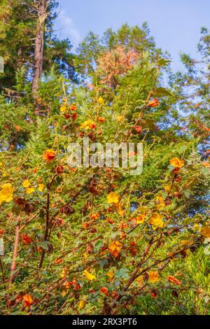 Flannelbush flower, a Fremontodendron species, at Gualala Arts Center in Gualala, on the northern pacific coast of California. Stock Photo