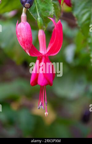 Fuchsia in bloom at Gualala Arts Center in Gualala, on the northern pacific coast of California. Stock Photo