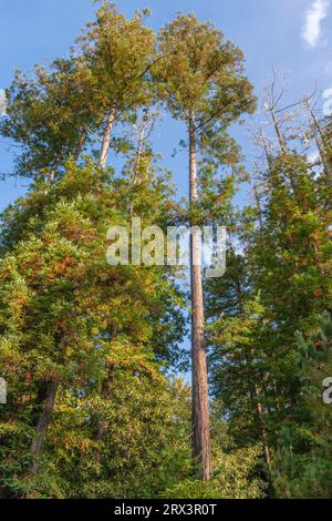 Giant Redwood trees at Gualala Arts Center in Gualala, California, a coastal community along California state road 1 on the northern pacific coastline Stock Photo