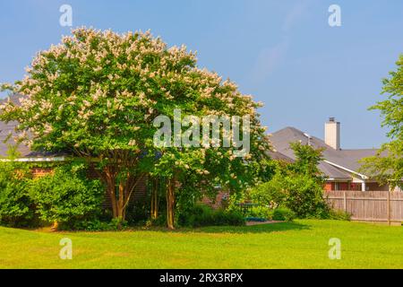 Natchez Crepe Myrtle tree in bloom in garden in Madison, MS. Stock Photo