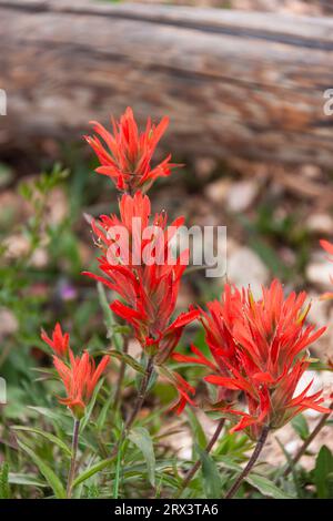 Scarlet Indian Paintbrush wildflower, Castilleja miniata), in Cedar Breaks National Monument in Utah. Also called Giant Red Indian Paintbrush. Stock Photo
