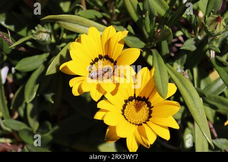 Bee on spring yellow flower Stock Photo