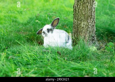 White rabbit on green grass. Home decorative rabbit outdoors. Little bunny. easter bunny. Stock Photo
