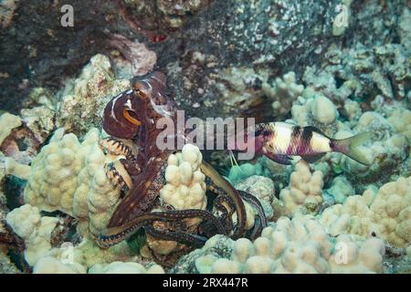 day octopus, Octopus cyanea, flushes partly white hunting on coral reef; commensal manybar goatfish hopes to seize any small fish that escape, Hawaii Stock Photo