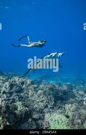 free-diver Sandy Hammel swims a small female reef manta ray, Mobula alfredi, Mahaiula, north Kona, Hawaii Island ( the Big Island ), Hawaiian Islands, Stock Photo