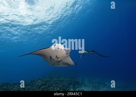 reef manta rays, Mobula alfredi ( formerly Manta alfredi, M. birostris ), Keahole Point, North Kona, Hawaii Island ( the Big Island ), Hawaii, USA Stock Photo