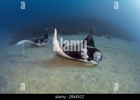 reef manta rays, Mobula alfredi ( formerly Manta alfredi, M. birostris ), feeding on benthic plankton suspended above sandy seafloor, Kona, Hawaii, US Stock Photo