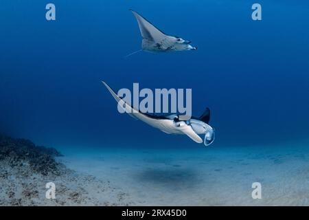 reef manta rays, Mobula alfredi ( formerly Manta alfredi, M. birostris ), Keauhou Bay, South Kona, Hawaii Island ( the Big Island ), Hawaii, USA Stock Photo