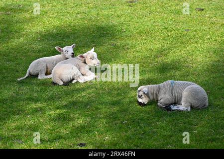 Three sleepy Lambs in a field in North Wales,UK Stock Photo