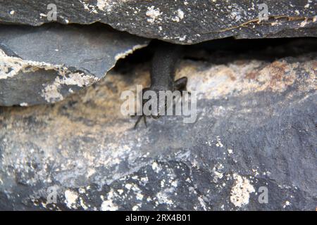 Black lizard crawling between two rocks on the wall Stock Photo