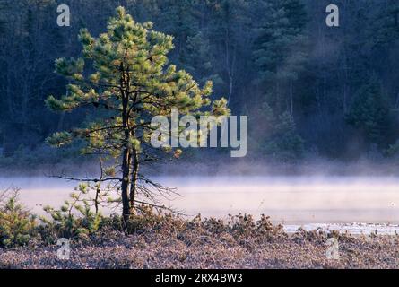 Pitch pine with pond mist, Ponemah Bog Wildlife Sanctuary, New Hampshire Stock Photo