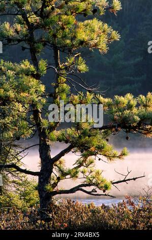 Pitch pine with pond mist, Ponemah Bog Wildlife Sanctuary, New Hampshire Stock Photo