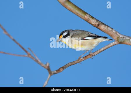 An Australian adult male Striated Pardalote -Pardalotus striatus- bird perched on a branch with a meal in its beak in soft early morning sunlight Stock Photo