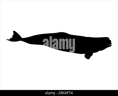 Beluga whale silhouette vector art Stock Vector