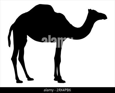 Camel silhouette vector art white background Stock Vector