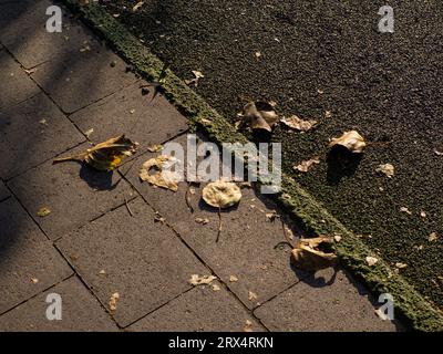 Running track for joggers in the park with fallen leaves. Green treadmill with rubber coating. The concept of sports, cardio training, weight loss, he Stock Photo