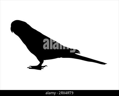 Parakeet silhouette vector art white background Stock Vector