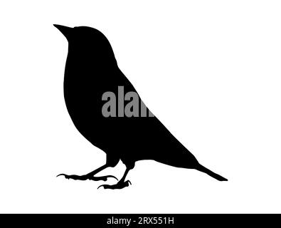 Finch bird silhouette vector art white background Stock Vector