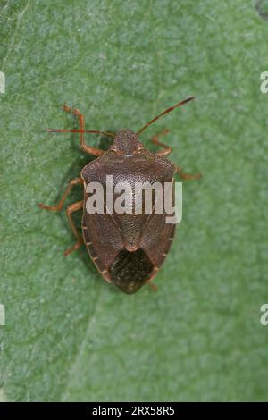 Natural vertical closeup on an overwintering, brown colored, green shieldbug, Palomena prasina sitting on a leaf Stock Photo