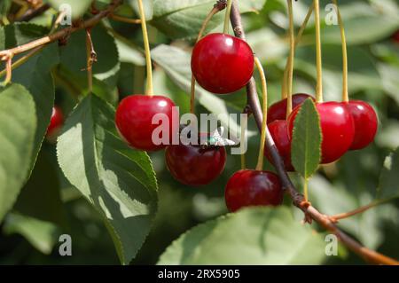 Cherries with two flies on top and green leaves in the background Stock Photo