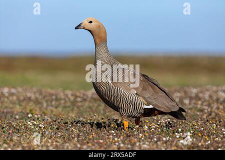 Ruddy headed Goose, Chloephaga rubidiceps, adult bird  Bleaker Island, Falkland Islands  November Stock Photo