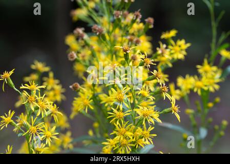 Solidago virgaurea, European goldenrod summer  yellow flowers closeup selective focus Stock Photo