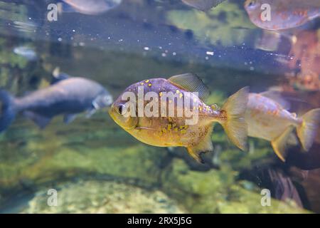 Paris aquarium, France, The redhook myleus, Myloplus rubripinnis, is a medium to large omnivorous fish of the family Serrasalmidae from South America Stock Photo