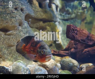 The oscar is a species of fish from the cichlid family known under a variety of common names, including tiger oscar, velvet cichlid, and marble cichli Stock Photo