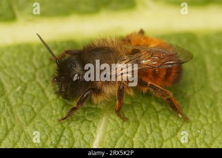Natural closeup on a female red mason bee, Osmia rufa sitting on a green leaf Stock Photo