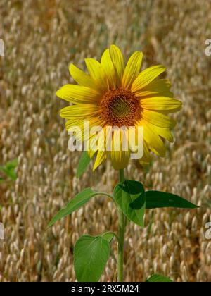Sunflowers (Helianthus annuus) in the oat (Avena sativa) field, sowing oat, Sunflowers in the oat field, sowing oat Stock Photo