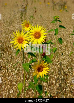 Sunflowers (Helianthus annuus) in the oat (Avena sativa) field, sowing oat, Sunflowers in the oat field, sowing oat Stock Photo