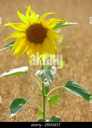 Sunflower (Helianthus annuus), sunflower field in oat field, common oat (Avena sativa) Stock Photo