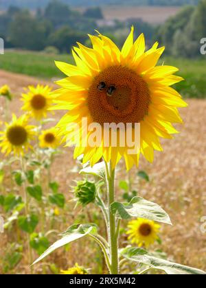 Sunflower (Helianthus annuus), sunflower field in oat field, common oat (Avena sativa) Stock Photo