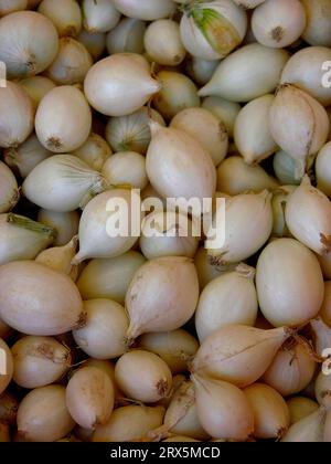 Onion, also known as onion leek, bulb, kitchen onion, garden onion, summer onion, house onion or common onion (Allium cepa) Stock Photo