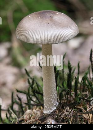 Grisette (Amanita vaginata) Schoenbach Stock Photo