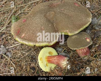 Red cracking bolete (Xerocomus chrysenteron) Schoenbach Stock Photo