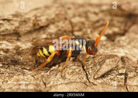 Detailed closeup on a female Painted Nomad bee, Nomada fucata sitting on wood Stock Photo