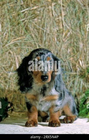 Midget long hair dachshund, puppy, 12 weeks old, Midget long hair dachshund, puppy, 12 weeks old Stock Photo