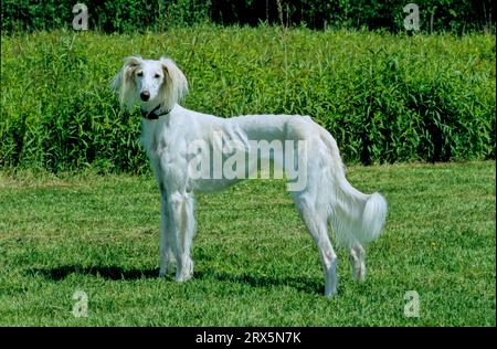 Deals persian saluki