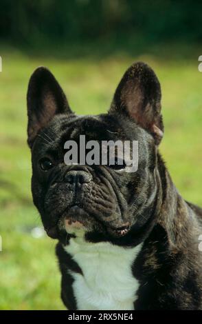 French Bulldog, FCI, Standard No. 101, Bouledogue francais, Bully Stock Photo